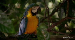  :    / Amazonia (2013) HDRip/BDRip 720p/1080p 