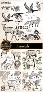  Animals vector, elephant, rhino, giraffe, lion 