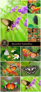  Beautiful butterflies and flowers - stock photos 