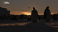    / Wild Antarctica (2015) HDTVRip 720p 