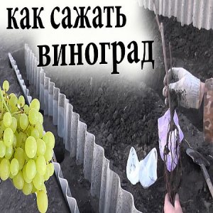  Как посадить саженец винограда  (2016) WEBRip 