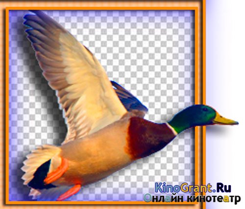 Картинки в формате png - Домашние и дикие птицы