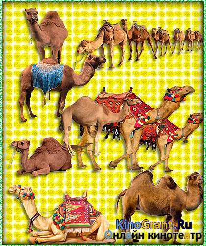 Фотошоп png - Верблюды (Camel)
