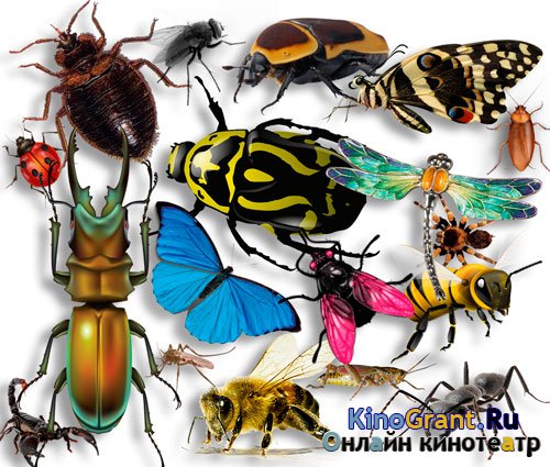 Фотошоп png - Букашки и бабочки