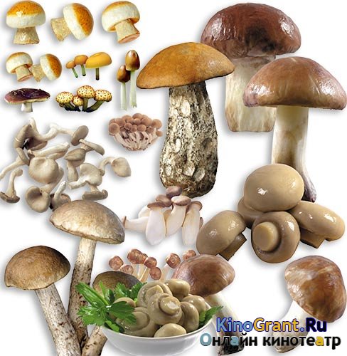 Картинки в формате png - Разные грибы