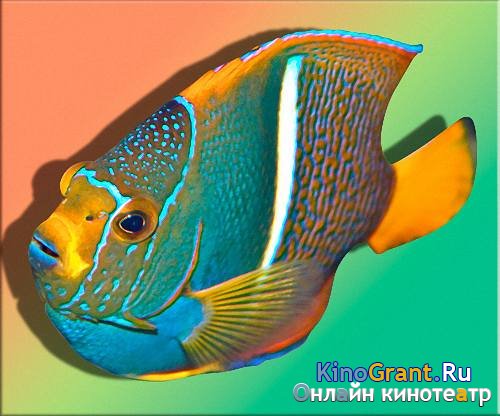 Клипарты Png на прозрачном фоне -  Дикоративные рыбки