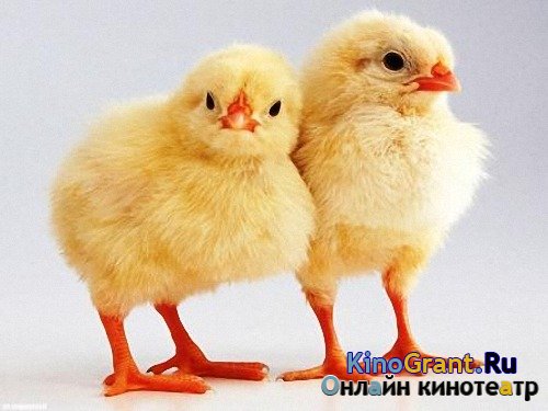 Клипарты на прозрачном фоне - Желтые цыплята